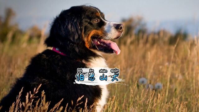 伯恩山这么可爱,怎么就成禁养犬了呢#伯恩山犬 #伯恩山 #