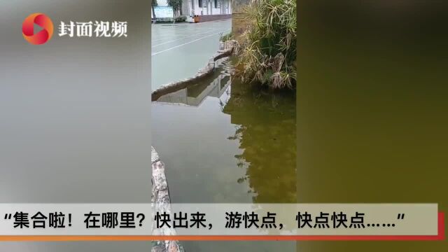 自贡男子鱼池内遛鱼走红:喊集合啦数十条锦鲤列队靠拢