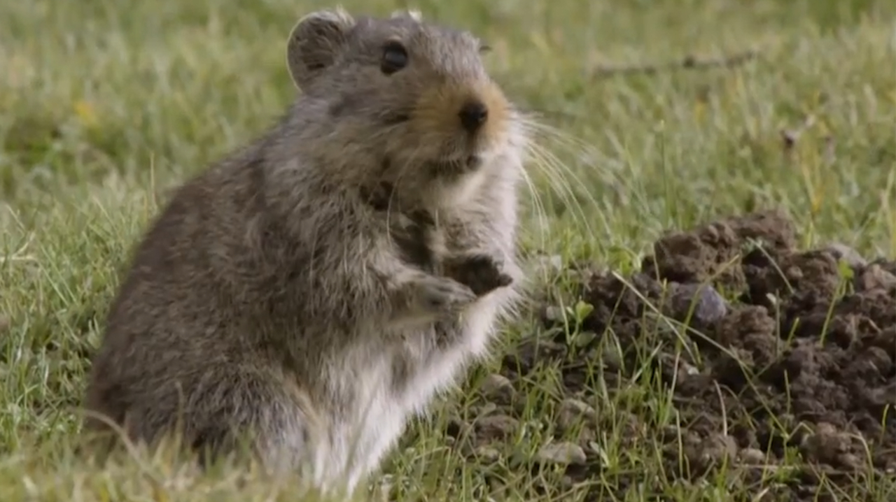 一只非洲冰鼠外出觅食,猛禽在上空盘旋,它一动不动避免被发现