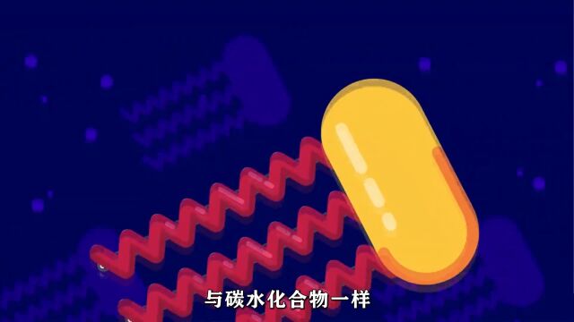 脂肪:细胞中的重要成分与储能物质