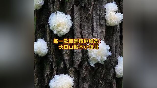 袁昆微电商# 长白山椴木小银耳深山椴木种植,品质上乘,泡发率高,胶质满,晶莹雪白,肉质肥厚!