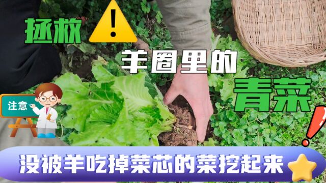 拯救羊圈里的青菜