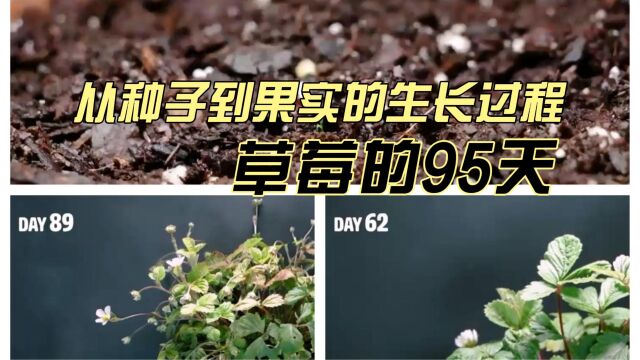 历时95天的草莓从种子到果实的生长过程