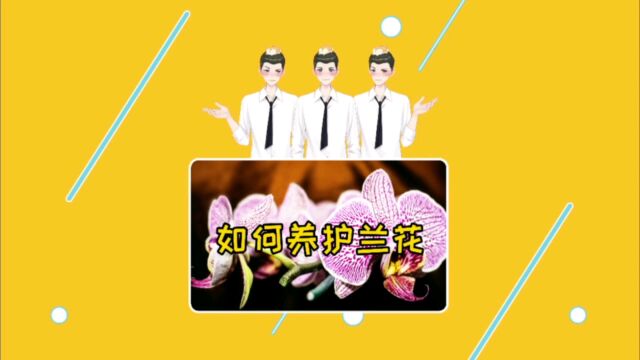 第144期|揭秘!兰花养护秘籍