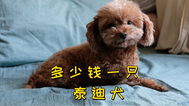 多少钱一只泰迪犬,你有没有买贵?