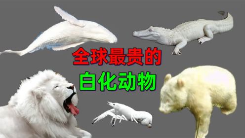 5种全球最贵的白化动物，白化鳄鱼全球仅剩20只，一只价值上亿！