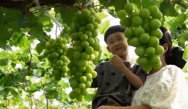 他种葡萄不一般,口感又脆又甜还略带清甜,一亩地收益高达10万元