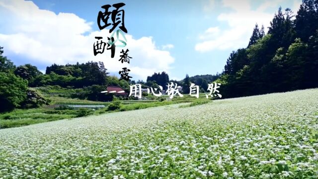 颐斟荞露