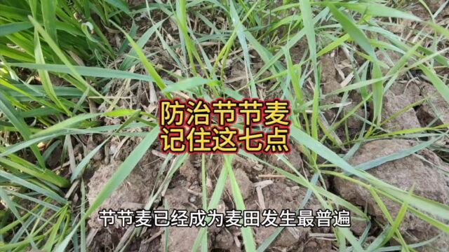 防治麦田节节麦,要想效果好,一定要记住这几点