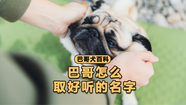 这几种狗狗取名法,肯定有一种适合你!