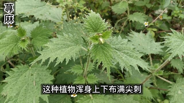 “霍麻草”的厉害你领教过么,恐怕很少人知道它还可以食用吧,营养还很丰富呢