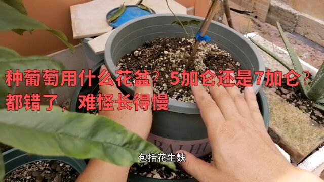 种葡萄用什么花盆?5加仑还是7加仑?都错了,难怪长得慢