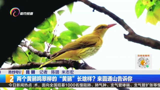 两个黄鹂鸣翠柳的“黄鹂”长啥样?来圆通山告诉你