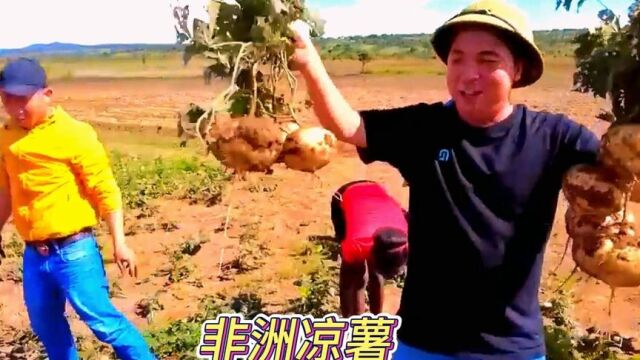 万万想不到,在非洲竟也能种植出又大又白的凉薯#农业种植