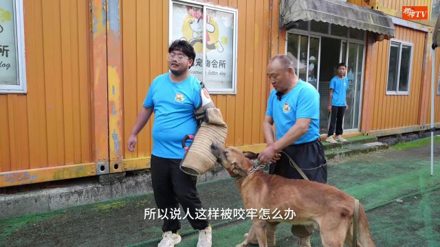 视频 | 绝大多数遛狗模式都是错的!大型犬暴冲拉力有多大?咬合力有多可怕?如何让它松口?