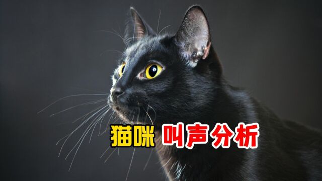 猫咪叫声分析:你听到的是咕噜?还是咪咪?