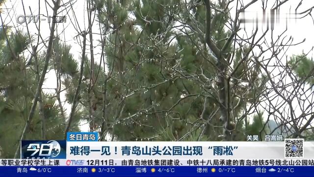 难得一见!青岛市区山头公园出现“雨凇”,晶莹剔透美不胜收