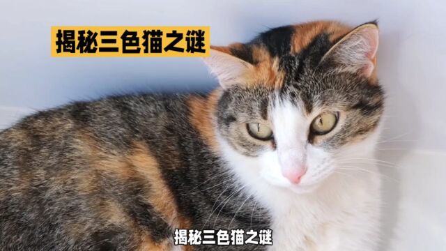 揭秘三色猫之谜:为什么三种颜色的猫都是母猫?