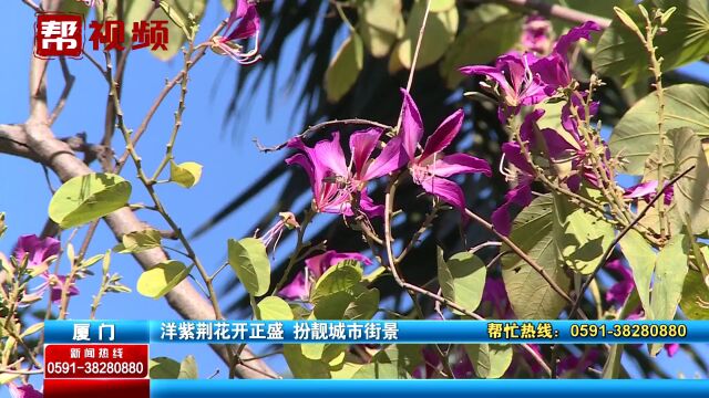 满树繁花如烟似霞!厦门洋紫荆花开正盛 花叶交织美不胜收