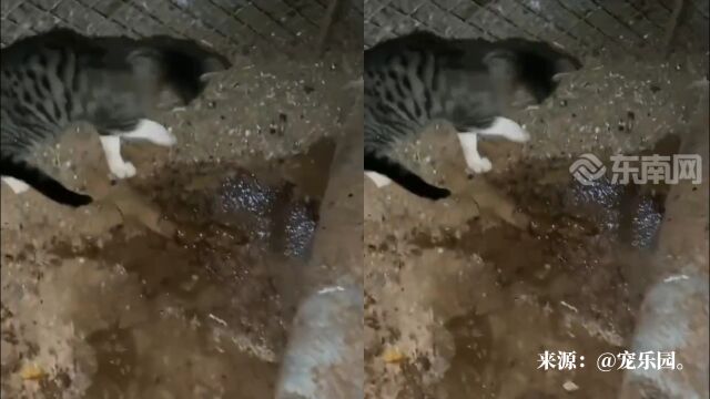 中华田园猫的捕鼠现场