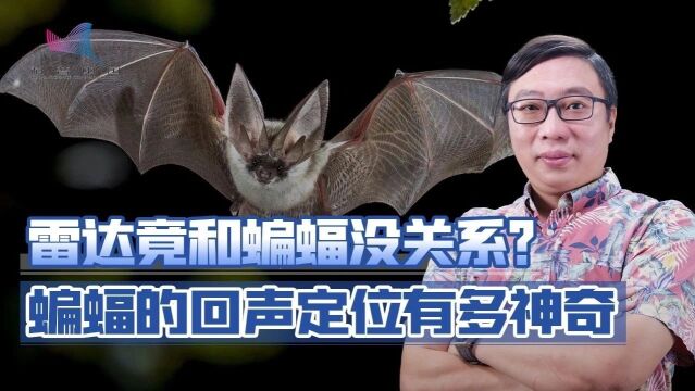 科普之窗 | 蝙蝠究竟如何用回声定位“看”世界,雷达竟然和蝙蝠没关系?