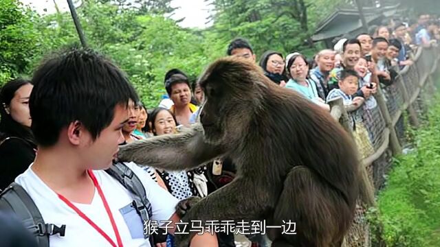 峨眉山猴子最怕的东西,生活中处处可见,很多游客都会拿