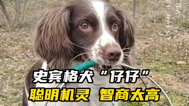 史宾格犬“仔仔”坐拥百万粉丝 网友:聪明机灵 智商太高