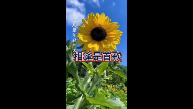 相逢是首歌