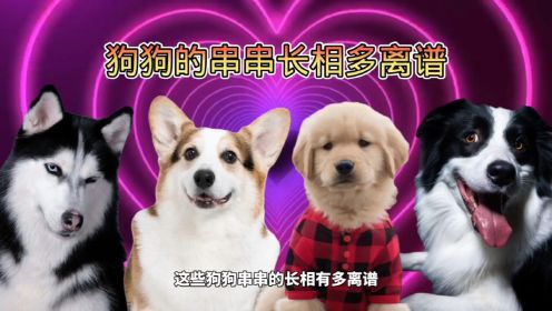 这些狗狗的串串长相有多离普#哈士基#柯基#柴犬#金毛#哈士奇