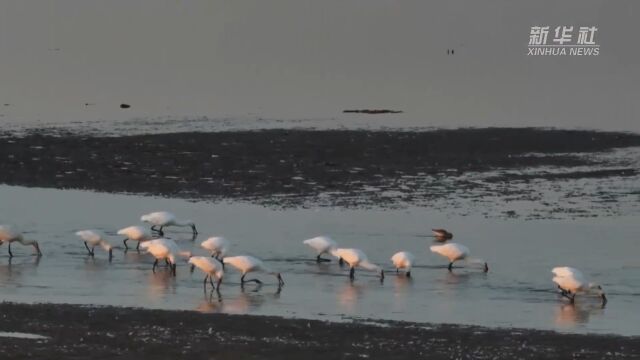 江西都昌:为鄱阳湖候鸟建设立体保护网