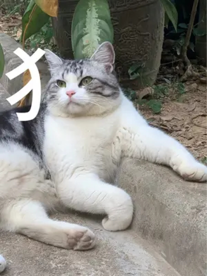 终于知道猫字为什么这么写了#心思全写在脸上的猫#评论区看看你们的猫#谁能拒绝傻憨憨的小猫咪#小猫咪怼脸杀视频_腾讯视频
