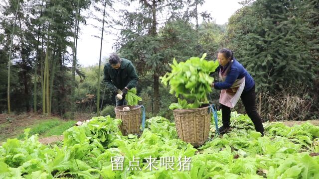 白白嫩嫩的大圆萝卜,幺妈和幺叔拔一背篓回家做风干萝卜仔!