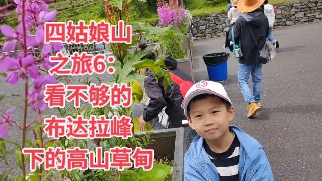 四姑娘山之旅6:看不够的布达拉峰下的高山草甸