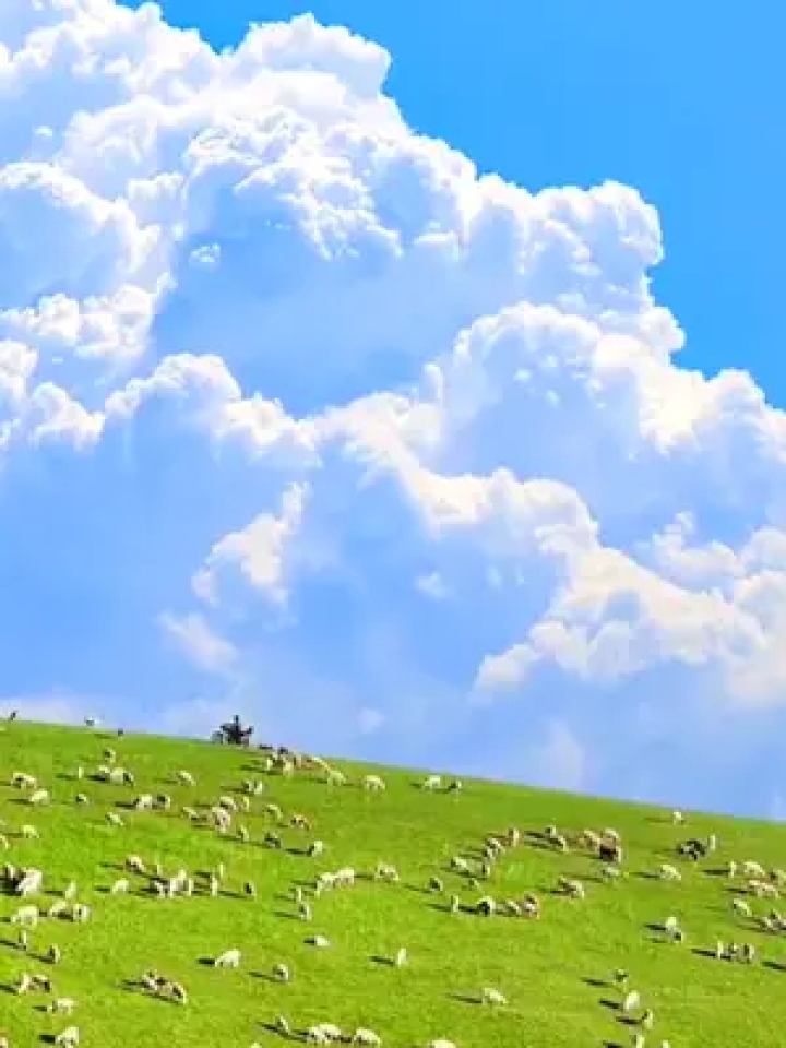 解压舒心#感受大自然的气息和美景 #美丽的草原风光