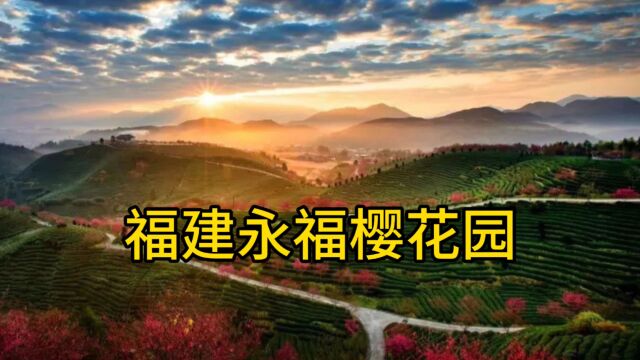 福建永福樱花园