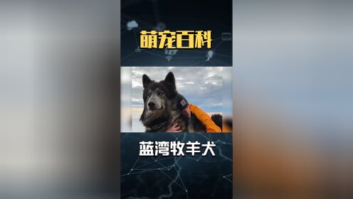 这是我见过,狗界最帅的一种狗了,简直是所有人的梦中情狗。#蓝湾牧羊犬#帅狗#萌宠推荐官_高清1080P在线观看平台_腾讯视频