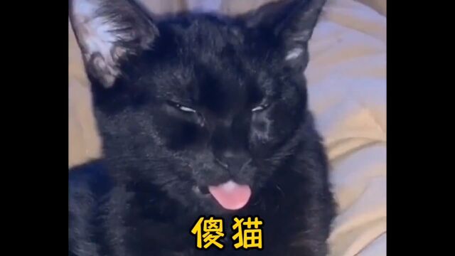 家有傻猫欢乐多#猫咪的迷惑行为 #