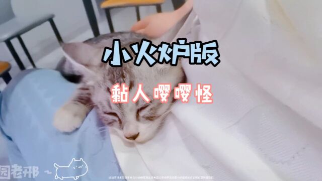 谁能拒绝怀里的小猫咪呢 #这样的猫孩子谁不爱 #