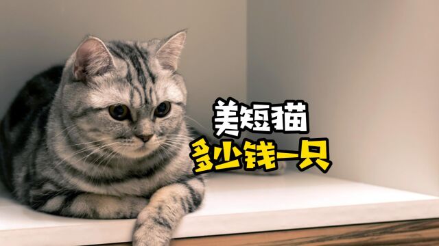 美短猫多少钱一只?看看你买贵没!