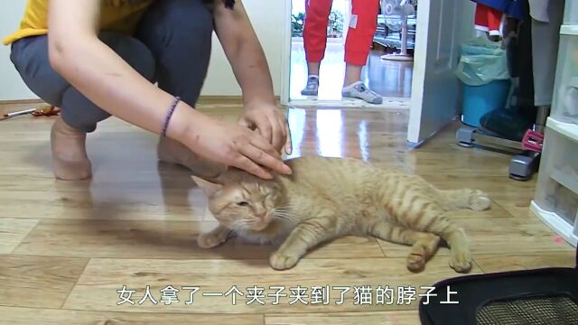 主人每天用夹子夹小猫,为了不让小猫抓狂,最终真相大白