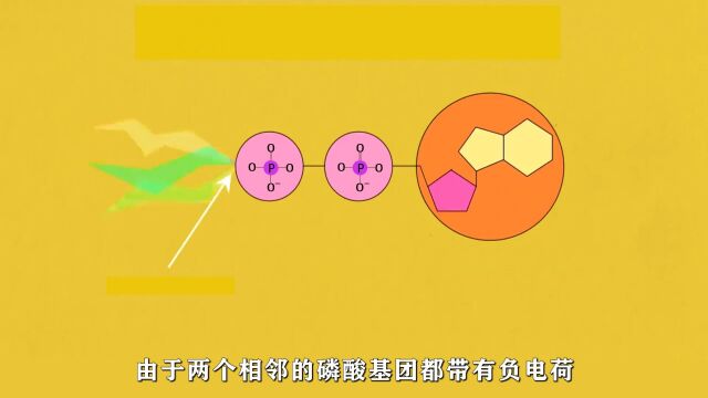 ATP:细胞中的能量“货币”