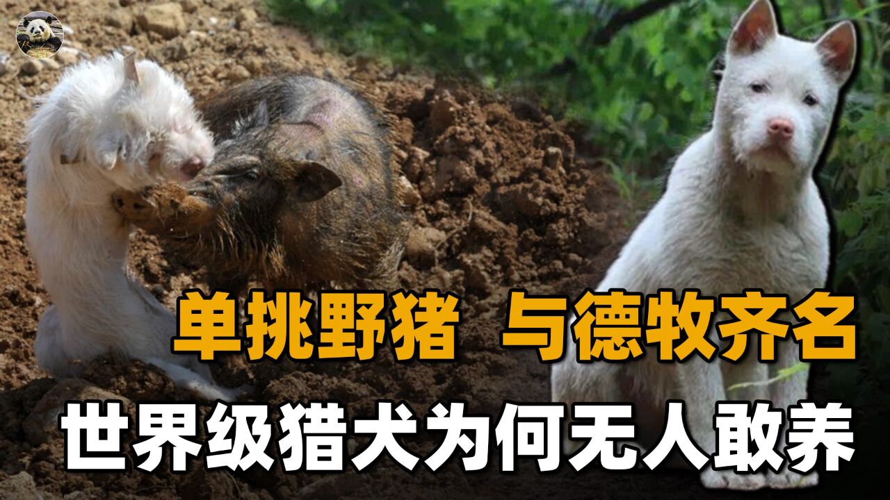 中华名猎白龙犬,一条单挑一只野猪,几乎无人敢养,濒临灭绝