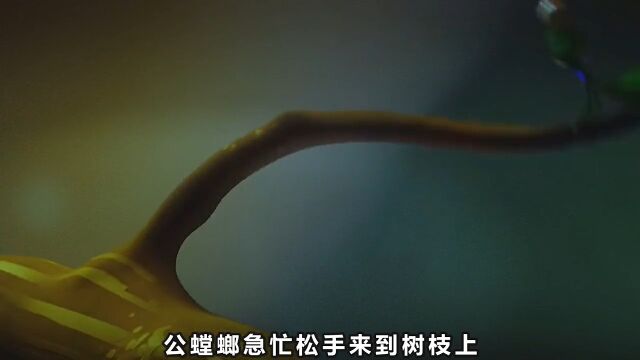 公螳螂和母螳螂交配后,就会被母螳螂吃掉!动画解说人性搞笑视频