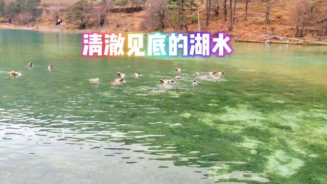 这么清澈的湖水,你见过吗?