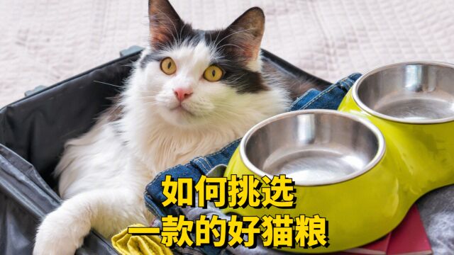 新手养猫,如何挑选一款好的猫粮?