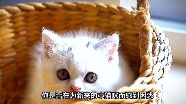 小猫养多久认主人,这个时间点一定要抓住