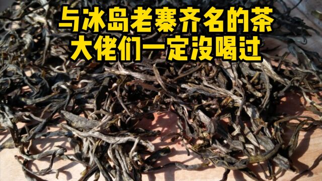 冰岛老寨才是天花板?茶老板道出真相:只要满足这几点就是好茶