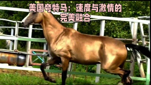 美国夸特马:速度与激情的完美融合