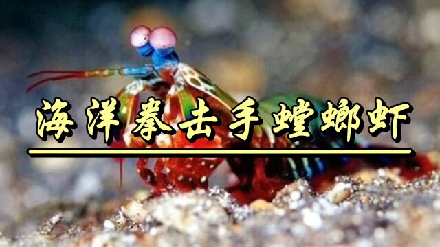 震撼!海洋中的无敌铁拳——雀尾螳螂虾.