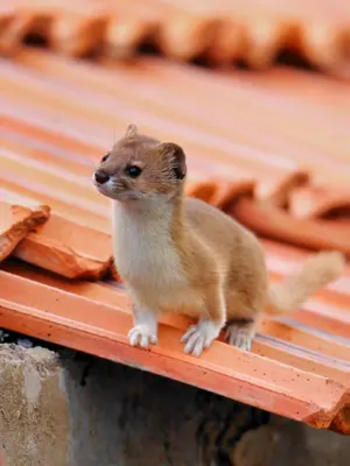 黄大仙,俗称:黄鼠狼.#黄鼬 #野生动物零距离